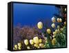 Yellow Tulips, Cincinnati, Ohio, USA-Adam Jones-Framed Stretched Canvas