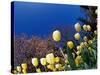 Yellow Tulips, Cincinnati, Ohio, USA-Adam Jones-Stretched Canvas