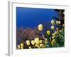 Yellow Tulips, Cincinnati, Ohio, USA-Adam Jones-Framed Photographic Print