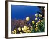 Yellow Tulips, Cincinnati, Ohio, USA-Adam Jones-Framed Photographic Print