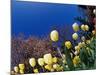 Yellow Tulips, Cincinnati, Ohio, USA-Adam Jones-Mounted Photographic Print