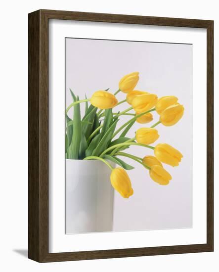 Yellow Tulips I, 1999-Norman Hollands-Framed Photographic Print