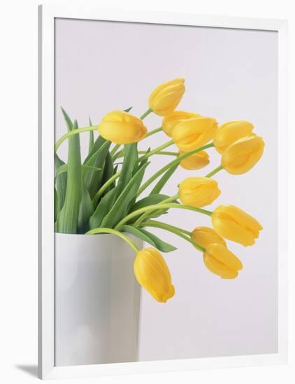 Yellow Tulips I, 1999-Norman Hollands-Framed Photographic Print