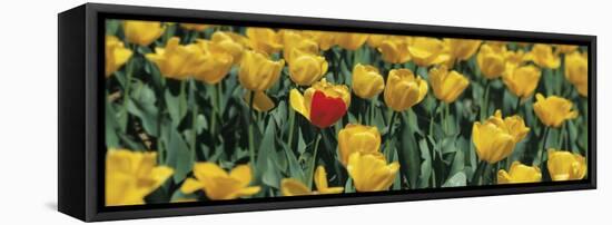 Yellow Tulips in a Field-null-Framed Stretched Canvas