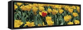 Yellow Tulips in a Field-null-Framed Stretched Canvas