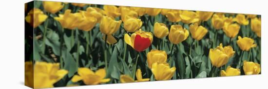 Yellow Tulips in a Field-null-Stretched Canvas