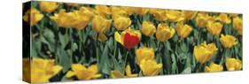 Yellow Tulips in a Field-null-Stretched Canvas