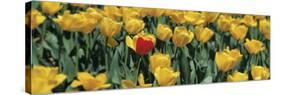 Yellow Tulips in a Field-null-Stretched Canvas