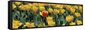 Yellow Tulips in a Field-null-Framed Stretched Canvas