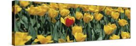 Yellow Tulips in a Field-null-Stretched Canvas