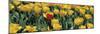 Yellow Tulips in a Field-null-Mounted Premium Photographic Print