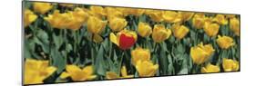 Yellow Tulips in a Field-null-Mounted Premium Photographic Print