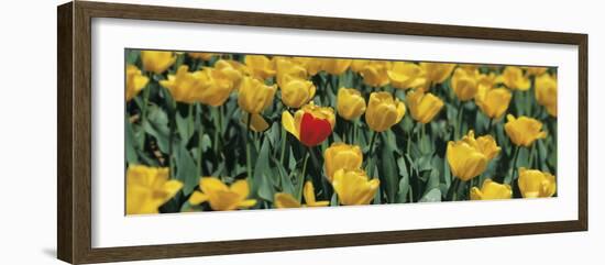 Yellow Tulips in a Field-null-Framed Photographic Print