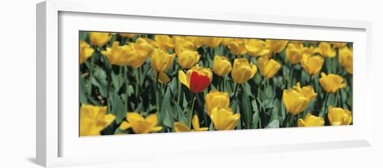 Yellow Tulips in a Field-null-Framed Photographic Print