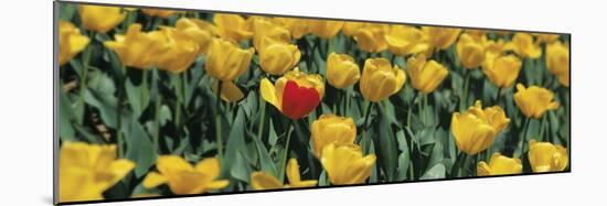 Yellow Tulips in a Field-null-Mounted Photographic Print