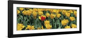 Yellow Tulips in a Field-null-Framed Photographic Print