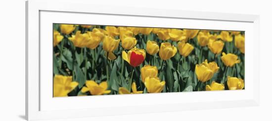 Yellow Tulips in a Field-null-Framed Photographic Print