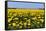 Yellow Tulips in the Fields in Holland-Ivonnewierink-Framed Stretched Canvas