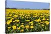 Yellow Tulips in the Fields in Holland-Ivonnewierink-Stretched Canvas