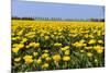 Yellow Tulips in the Fields in Holland-Ivonnewierink-Mounted Photographic Print