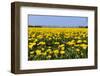 Yellow Tulips in the Fields in Holland-Ivonnewierink-Framed Photographic Print