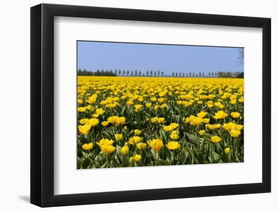 Yellow Tulips in the Fields in Holland-Ivonnewierink-Framed Photographic Print