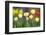 Yellow tulips, Tulipa hybrid,-Joachim Jockschat-Framed Photographic Print