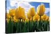 Yellow Tulips-null-Stretched Canvas