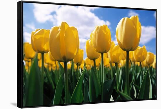 Yellow Tulips-null-Framed Stretched Canvas