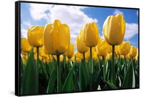 Yellow Tulips-null-Framed Stretched Canvas