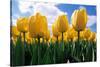 Yellow Tulips-null-Stretched Canvas