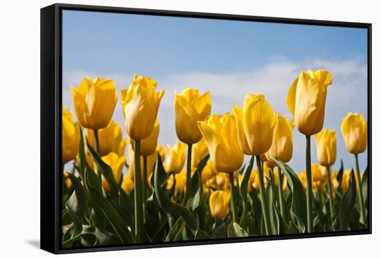 Yellow Tulips-kruwt-Framed Stretched Canvas