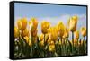 Yellow Tulips-kruwt-Framed Stretched Canvas