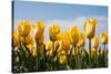 Yellow Tulips-kruwt-Stretched Canvas