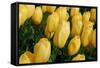 Yellow Tulips-nphotographer-Framed Stretched Canvas