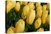 Yellow Tulips-nphotographer-Stretched Canvas