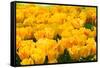 Yellow Tulips-Colette2-Framed Stretched Canvas