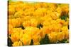 Yellow Tulips-Colette2-Stretched Canvas