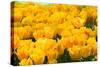 Yellow Tulips-Colette2-Stretched Canvas