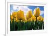 Yellow Tulips-null-Framed Photographic Print