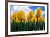 Yellow Tulips-null-Framed Photographic Print