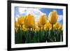 Yellow Tulips-null-Framed Photographic Print