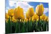 Yellow Tulips-null-Mounted Photographic Print