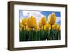 Yellow Tulips-null-Framed Photographic Print