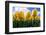 Yellow Tulips-null-Framed Photographic Print