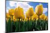 Yellow Tulips-null-Mounted Photographic Print