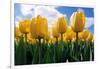 Yellow Tulips-null-Framed Photographic Print