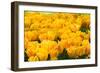 Yellow Tulips-Colette2-Framed Photographic Print