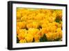 Yellow Tulips-Colette2-Framed Photographic Print