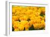 Yellow Tulips-Colette2-Framed Photographic Print